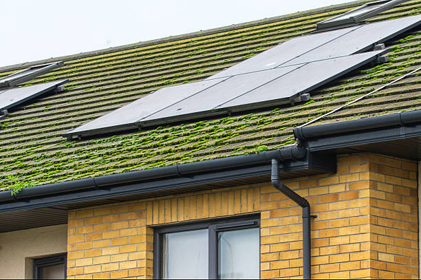 Roof Algae Removal
